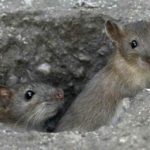 A partir du 2 octobre, ne vous inquiétez pas si vous voyez des rats dans les rues de Vienne…