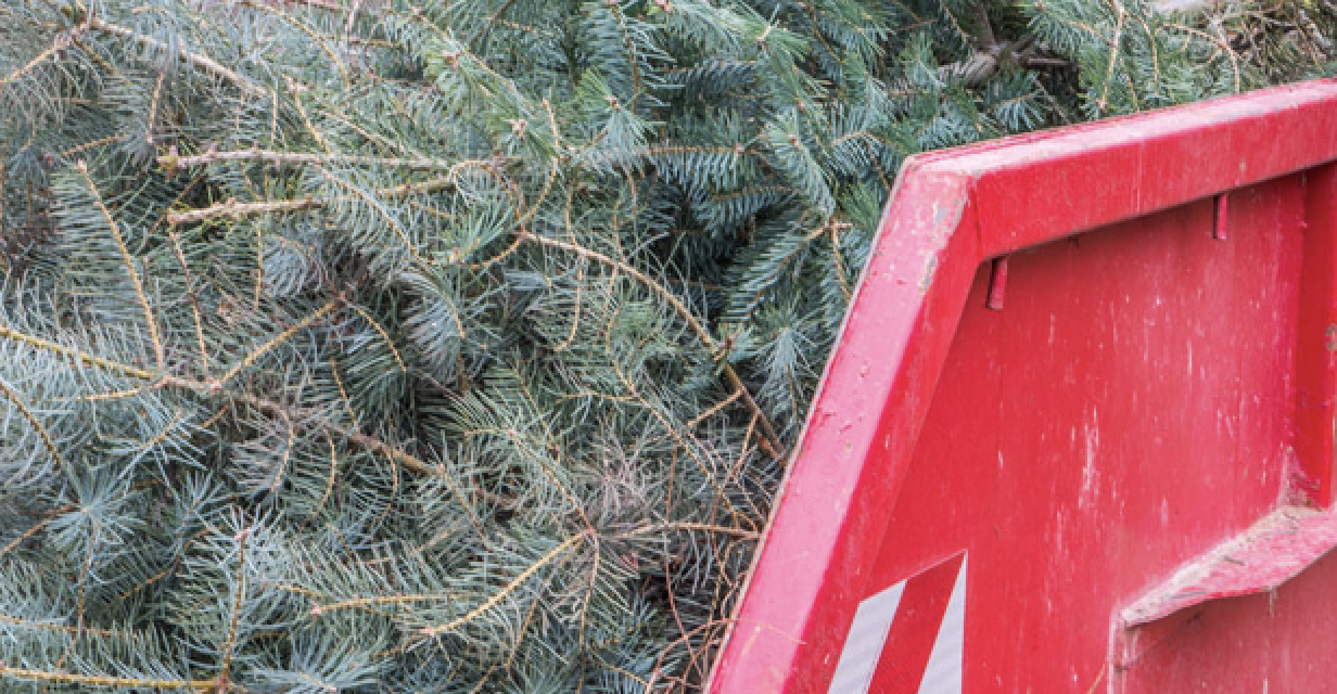 La collecte des sapins à Vienne débute lundi prochain : où et quels jours les déposer…