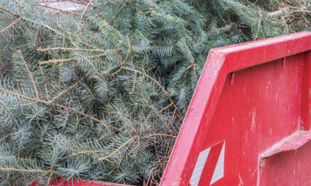 La collecte des sapins à Vienne débute lundi prochain : où et quels jours les déposer…