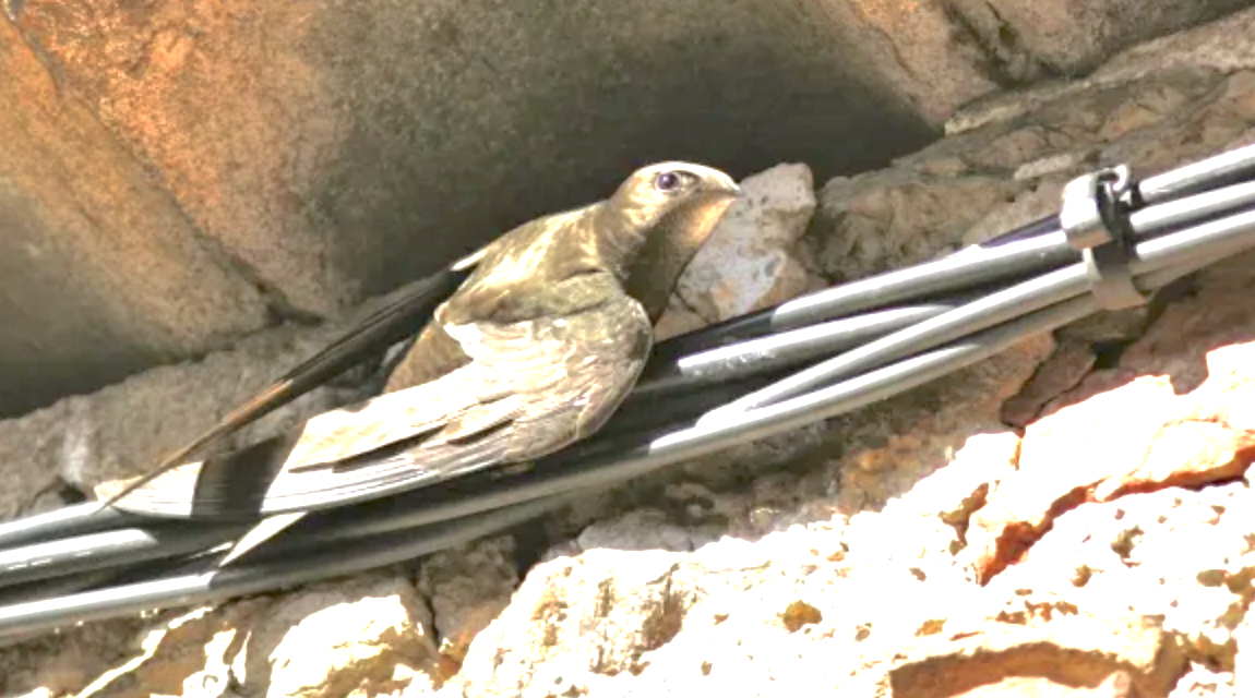 Le nombre de martinets en recul de 37 % ! Comment lutter contre la chute libre des oiseaux du bâti ? Il existe des solutions…