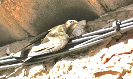 Le nombre de martinets en recul de 37 % ! Comment lutter contre la chute libre des oiseaux du bâti ? Il existe des solutions…