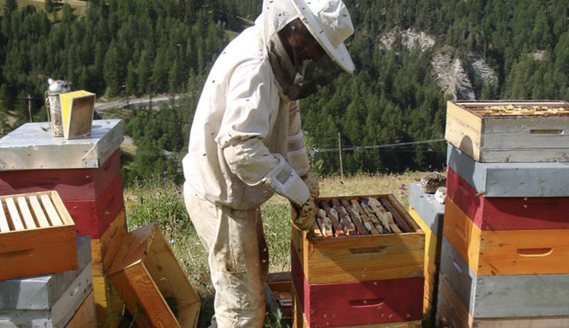 Cette fois, ce sont « les apiculteurs en colère » : mille ruches vides ou mortes seront déposées lundi place Bellecour à Lyon