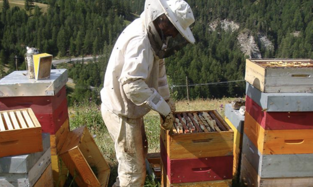 Cette fois, ce sont « les apiculteurs en colère » : mille ruches vides ou mortes seront déposées lundi place Bellecour à Lyon