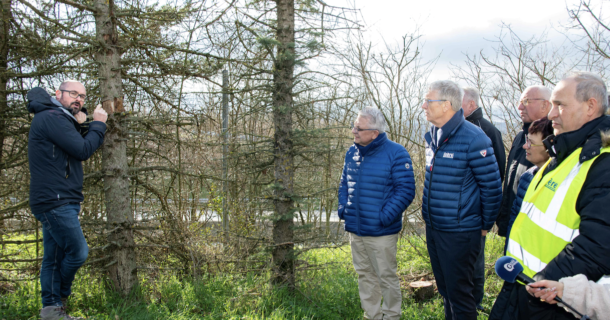 Le Département de l’Isère s’apprête à abattre… 1 500 arbres, des épicéas, le long de l’axe Bièvre
