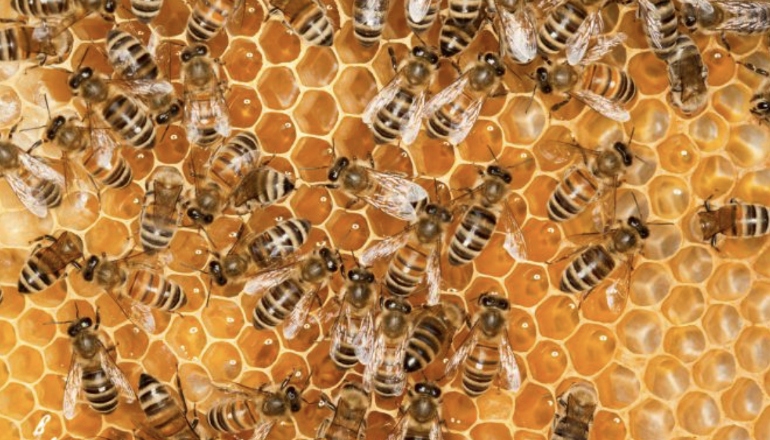 Des colonies d’abeilles meurent après l’utilisation d’une cire contenant des… pesticides ! Une information judiciaire ouverte par le parquet de Vienne