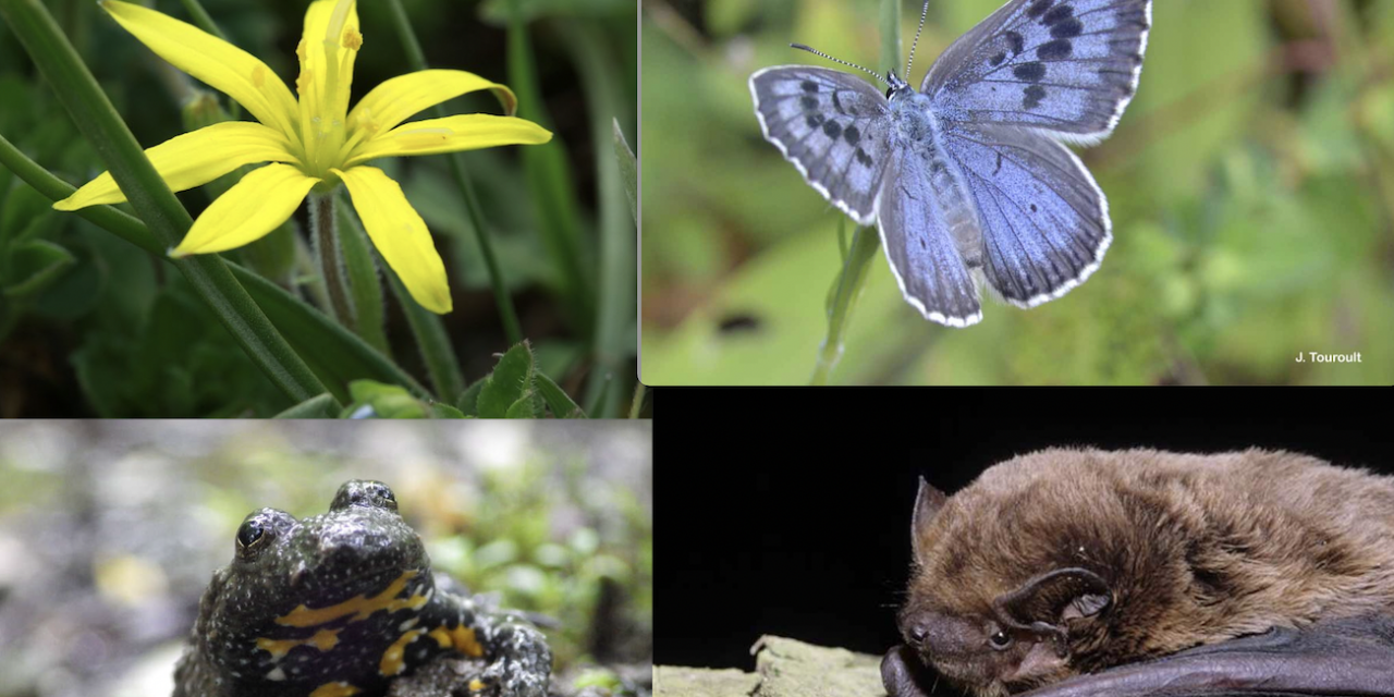 180 espèces d’oiseaux, 204 pour la faune et 483 pour la flore : grâce à sa topographie, Vienne bénéficie d’une riche biodiversité : un Atlas, désormais pour la recenser…