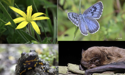 180 espèces d’oiseaux, 204 pour la faune et 483 pour la flore : grâce à sa topographie, Vienne bénéficie d’une riche biodiversité : un Atlas, désormais pour la recenser…