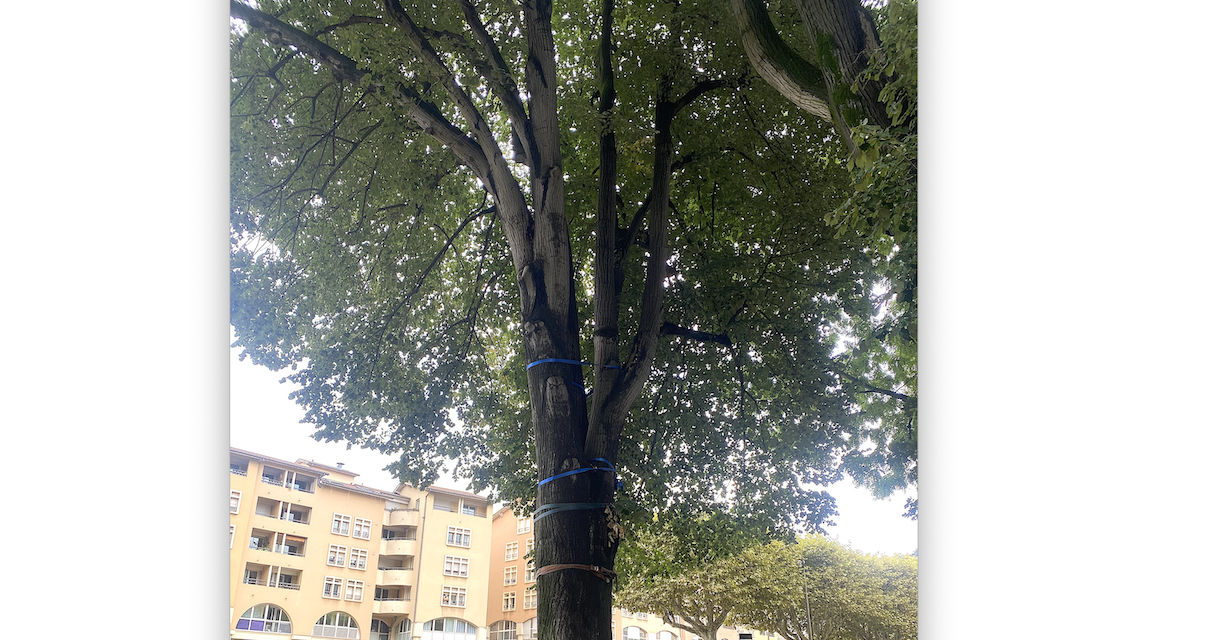 Un magnifique tilleul va être abattu au Jardin de ville à Vienne : son tronc s’est fissuré