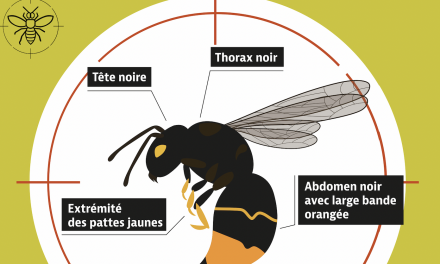 Comment lutter contre le frelon asiatique : une réunion publique organisée à Chuzelles