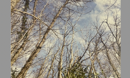 Forêt de Malissol à Vienne : la « coupe sanitaire » qui va toucher 2 hectares, programmée d’ici quelques semaines. Un vote pour la replantation