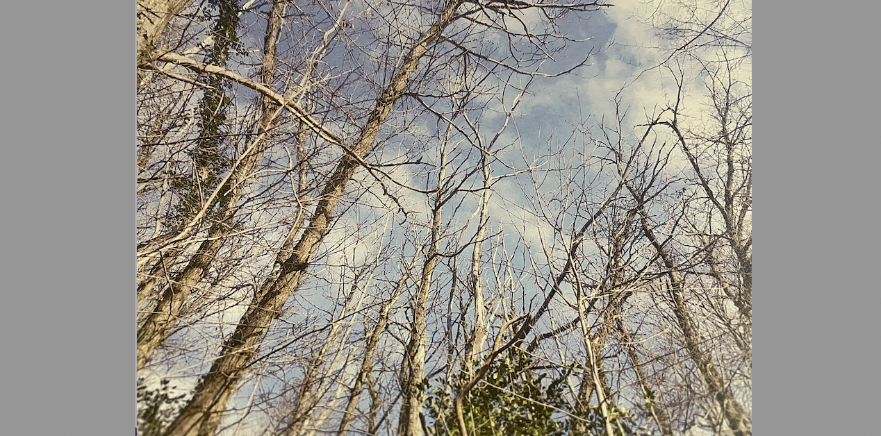 Forêt de Malissol à Vienne : la « coupe sanitaire » qui va toucher 2 hectares, programmée d’ici quelques semaines. Un vote pour la replantation