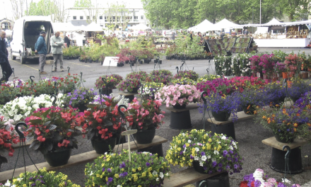 Vide-Grenier ; Meeting Ford RS80 ; Festival folk/rock ; Concert d’orgue ; Fête de la nature ; Vienne en Fleurs, etc.  : où sortir à Vienne et alentours lors du « pont » du 1er mai…