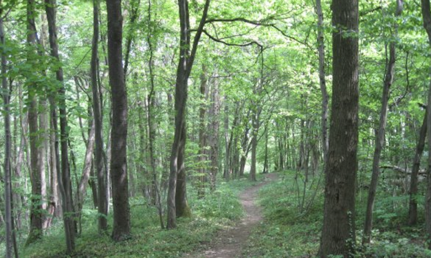 Un référendum auprès des Viennois pour choisir les espèces d’arbres à replanter dans la forêt de Malissol…