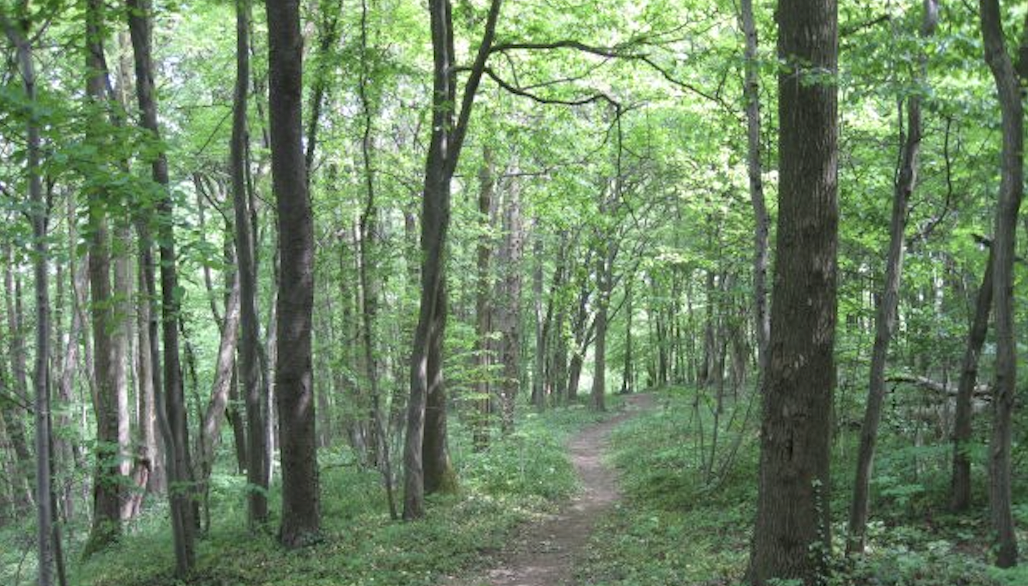 Un référendum auprès des Viennois pour choisir les espèces d’arbres à replanter dans la forêt de Malissol…