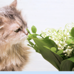 Les  vétérinaires alertent sur la toxicité du muguet pour les chiens et les chats