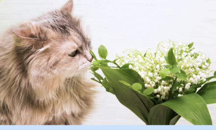 Les  vétérinaires alertent sur la toxicité du muguet pour les chiens et les chats