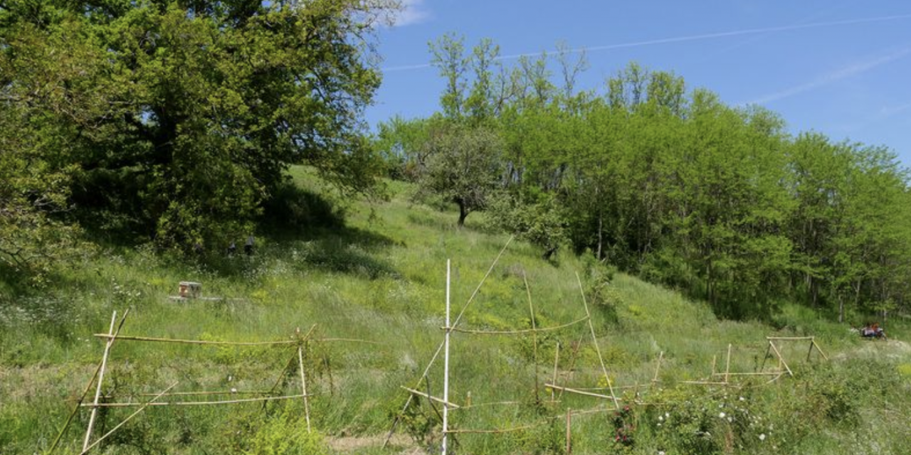 Viennoiseries : Projet de verger/jardin participatif près de Vienne  ; Le conclave à Vienne, comme si vous y étiez ; Des affiches à Estressin pour sensibiliser aux déchets