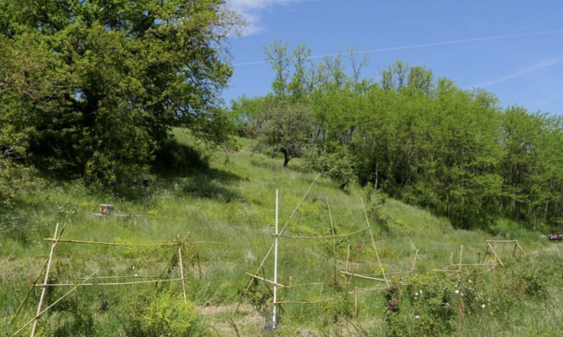 Viennoiseries : Projet de verger/jardin participatif près de Vienne  ; Le conclave à Vienne, comme si vous y étiez ; Des affiches à Estressin pour sensibiliser aux déchets