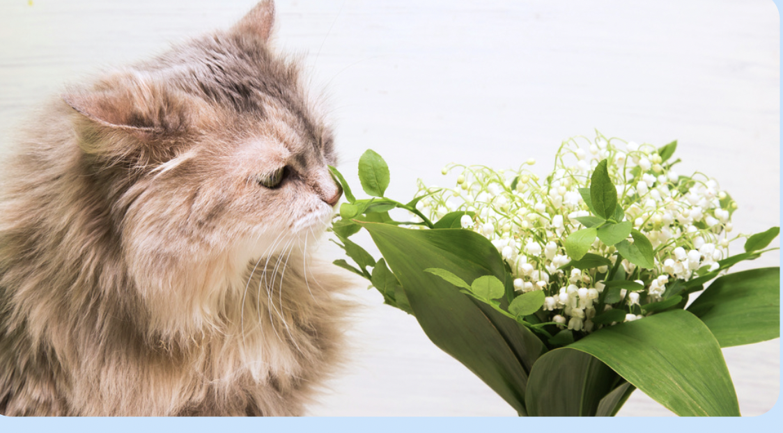 Les  vétérinaires alertent sur la toxicité du muguet pour les chiens et les chats