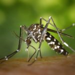 Les 12 départements d’Auvergne-Rhône-Alpes colonisés par le moustique tigre : depuis le 1er mai, 37 cas de chikungunya et 31 de dengue !