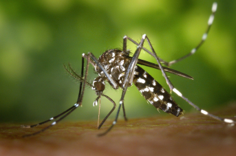 Les 12 départements d’Auvergne-Rhône-Alpes colonisés par le moustique tigre : depuis le 1er mai, 37 cas de chikungunya et 31 de dengue !