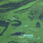 Comment lutter contre les algues bleues/vertes (ou cyanobactéries) sur le plan d’eau de Condrieu ? Lancement d’une « mission globale »