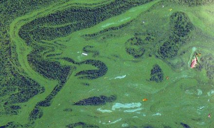 Comment lutter contre les algues bleues/vertes (ou cyanobactéries) sur le plan d’eau de Condrieu ? Lancement d’une « mission globale »