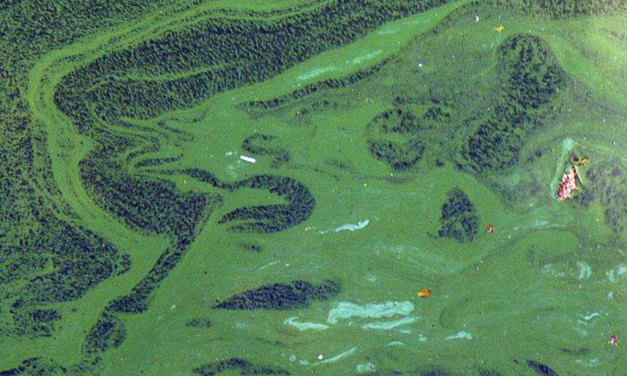 Comment lutter contre les algues bleues/vertes (ou cyanobactéries) sur le plan d’eau de Condrieu ? Lancement d’une « mission globale »