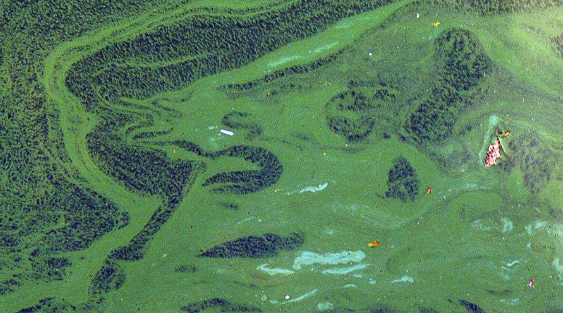 Comment lutter contre les algues bleues/vertes (ou cyanobactéries) sur le plan d’eau de Condrieu ? Lancement d’une « mission globale »