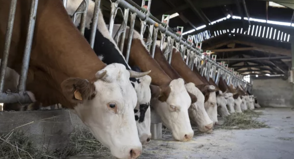 Épizootie de dermatose nodulaire : les arrondissements  de Vienne et de la Tour-du-Pin  placés  « zone de surveillance » après un cas dans le Rhône