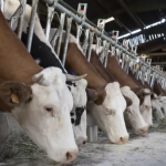 Épizootie de dermatose nodulaire : les arrondissements  de Vienne et de la Tour-du-Pin  placés  « zone de surveillance » après un cas dans le Rhône