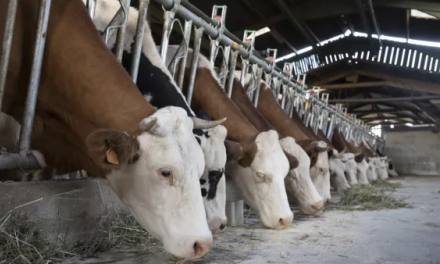 Dermatose nodulaire contagieuse : lancement d’une campagne de vaccination massive obligatoire concernant 350 000 bovins en Isère et départements limitrophes