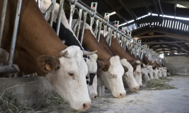 Épizootie de dermatose nodulaire : les arrondissements  de Vienne et de la Tour-du-Pin  placés  « zone de surveillance » après un cas dans le Rhône