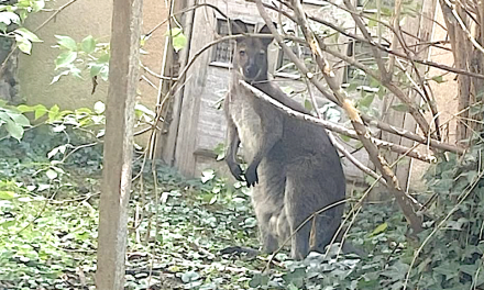 Un habitant de Condrieu retrouve un… wallaby dans son jardin. Le propriétaire est recherché