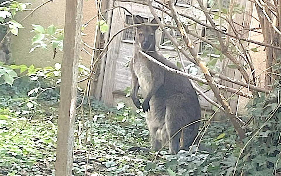 Un habitant de Condrieu retrouve un… wallaby dans son jardin. Le propriétaire est recherché