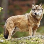 Pour la 1ère fois, un loup aperçu sur la partie rhodanienne de Vienne Condrieu Agglomération