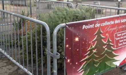 Collecte de sapins de Noël à Vienne : les lieux où les déposer …ou les replanter..