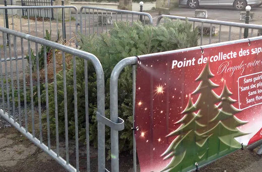 Collecte de sapins de Noël à Vienne : les lieux où les déposer …ou les replanter..