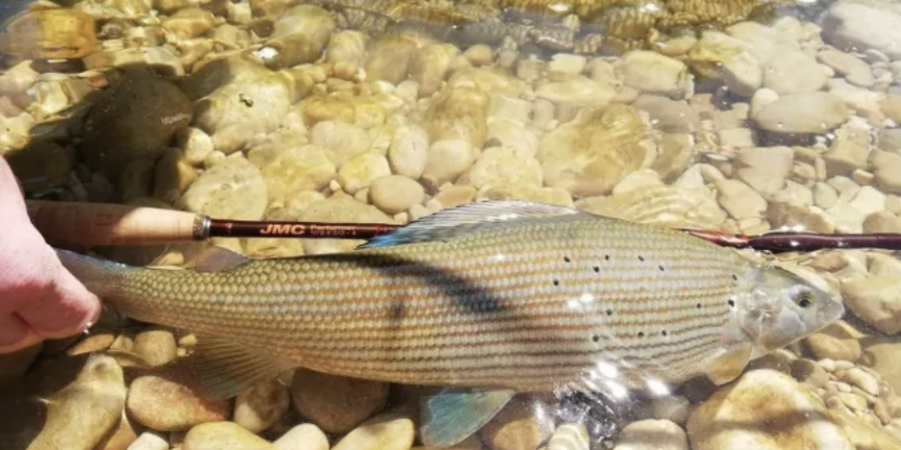 Viennoiseries- Introduction d’un nouveau poisson dans la Gère ; Exit le parking, début des travaux de la place de l’hôtel-de-ville ; et LEDs à tous les étages
