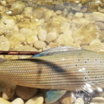 Viennoiseries- Introduction d’un nouveau poisson dans la Gère ; Exit le parking, début des travaux de la place de l’hôtel-de-ville ; et LEDs à tous les étages