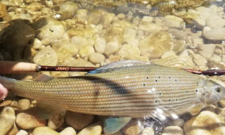 Viennoiseries- Introduction d’un nouveau poisson dans la Gère ; Exit le parking, début des travaux de la place de l’hôtel-de-ville ; et LEDs à tous les étages