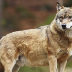 Vienne Condrieu Agglomération-Après Échalas, une nouvelle attaque très probablement due au loup à Longes