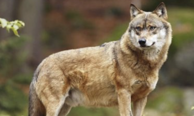 Vienne Condrieu Agglomération-Après Échalas, une nouvelle attaque très probablement due au loup à Longes
