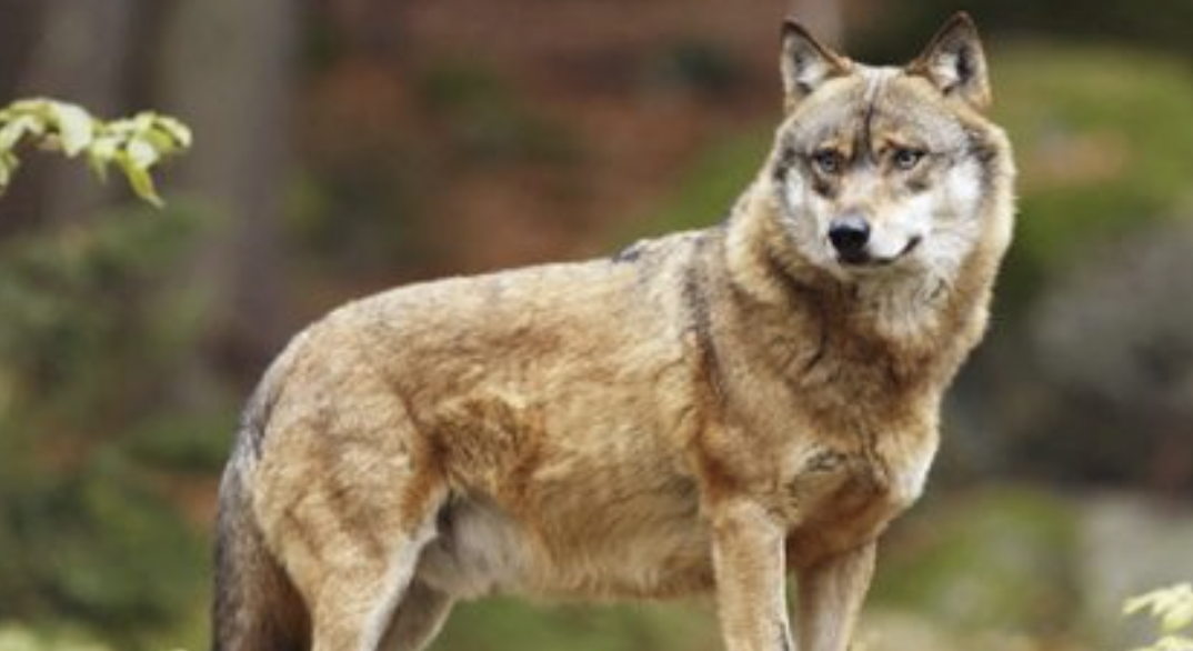 Vienne Condrieu Agglomération-Après Échalas, une nouvelle attaque très probablement due au loup à Longes