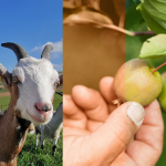 Vienne Condrieu Agglomération : une soirée spéciale, si vous voulez transmettre ou reprendre une exploitation agricole…