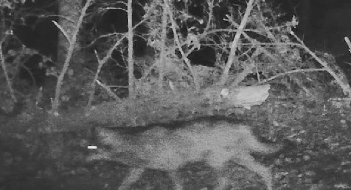Le loup à Vienne Condrieu Agglomération : après Echalas, puis Longes, deux loups aperçus et… filmés aux Haies où 2 brebis ont été égorgées