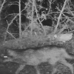 Le loup à Vienne Condrieu Agglomération : après Echalas, puis Longes, deux loups aperçus et… filmés aux Haies où 2 brebis ont été égorgées