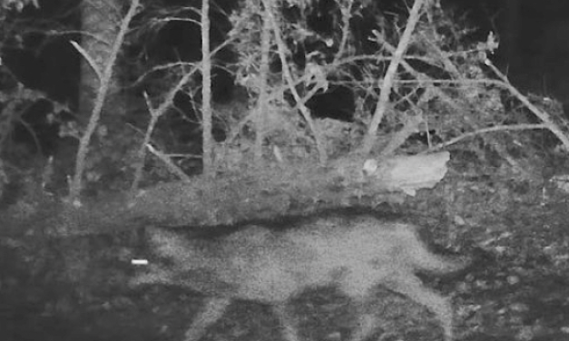 Le loup à Vienne Condrieu Agglomération : après Echalas, puis Longes, deux loups aperçus et… filmés aux Haies où 2 brebis ont été égorgées