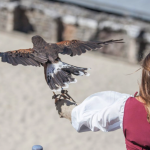 Oiseaux+chevaux au théâtre antique, le retour de Luc Arbogast, Gospel : Vienne Historique prépare activement son édition 2026