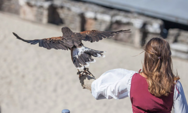 Oiseaux+chevaux au théâtre antique, le retour de Luc Arbogast, Gospel : Vienne Historique prépare activement son édition 2026